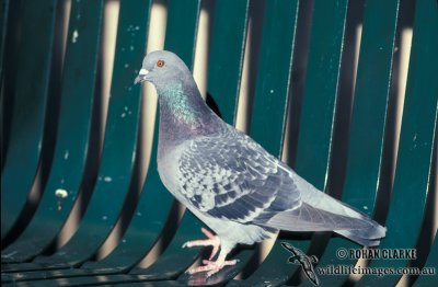 Rock Dove s1401.jpg