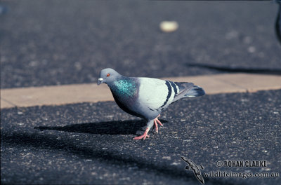 Rock Dove s1411.jpg