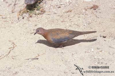 Laughing Dove s1415.jpg