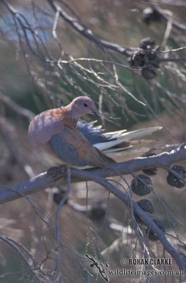 Laughing Dove s1416.jpg