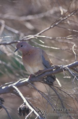 Laughing Dove s1417.jpg