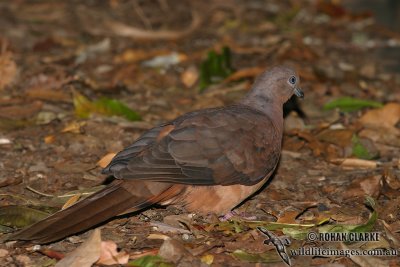 Brown Cuckoo-Dove 8425.jpg