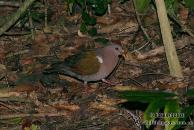 Emerald Dove 7954.jpg