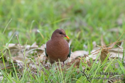 Emerald Dove 9798.jpg