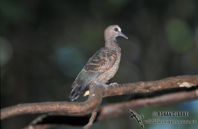 Emerald Dove s1424.jpg