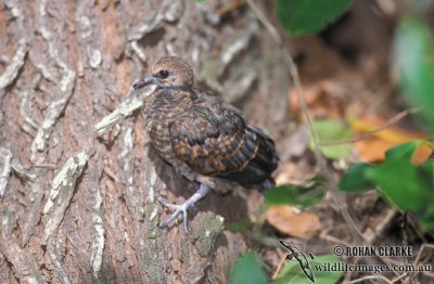 Emerald Dove s1427.jpg