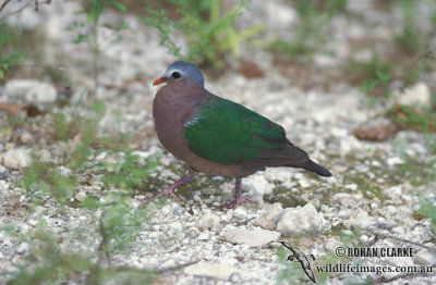 Emerald Dove s1430.jpg