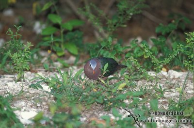 Emerald Dove s1432.jpg