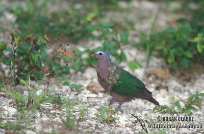 Emerald Dove s1433.jpg