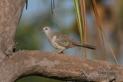 Peaceful Dove 5278.jpg