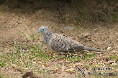 Peaceful Dove 9047.jpg