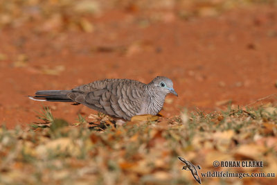 Peaceful Dove 9951.jpg