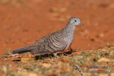 Peaceful Dove 9957.jpg