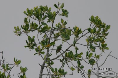 Orange-bellied Fruit-Dove 0204.jpg