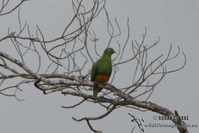 Orange-bellied Fruit-Dove 0222.jpg