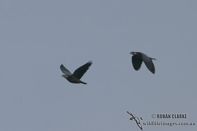 Collared Imperial-Pigeon 1170.jpg