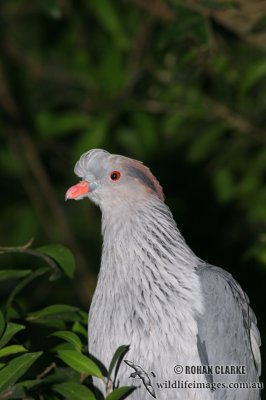 Topknot Pigeon 0326.jpg