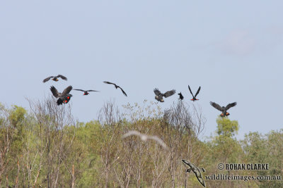 Red-tailed Black-Cockatoo 0792.jpg