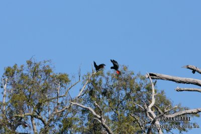 Red-tailed Black-Cockatoo 2247.jpg