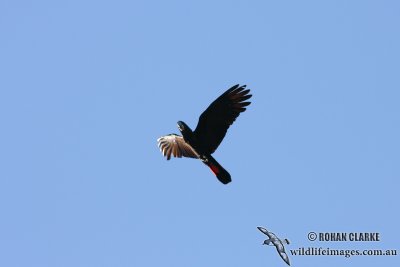 Red-tailed Black-Cockatoo 2255.jpg