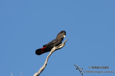 Red-tailed Black-Cockatoo 2279.jpg