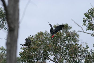Red-tailed Black-Cockatoo 8318.jpg