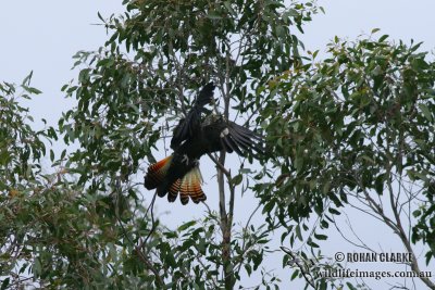 Red-tailed Black-Cockatoo 8325.jpg