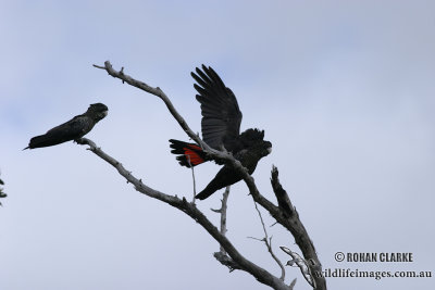 Red-tailed Black-Cockatoo 8350.jpg
