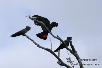 Red-tailed Black-Cockatoo 8352.jpg