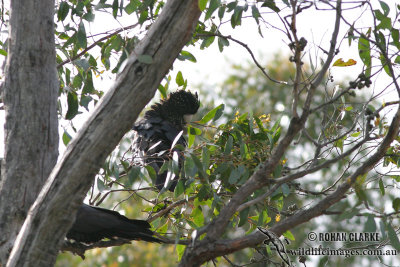 Red-tailed Black-Cockatoo 8375.jpg