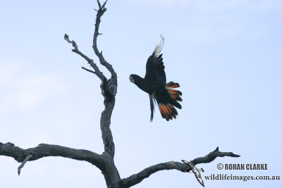 Red-tailed Black-Cockatoo 8397.jpg