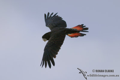 Red-tailed Black-Cockatoo 8402.jpg