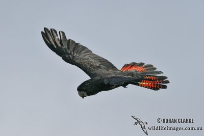 Red-tailed Black-Cockatoo 8403.jpg