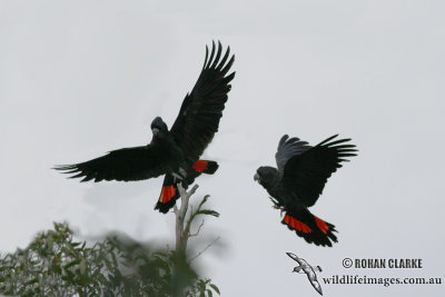 Red-tailed Black-Cockatoo 8416.jpg