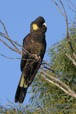 Yellow-tailed Black-Cockatoo 5998.jpg