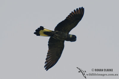 Yellow-tailed Black-Cockatoo 9502.jpg