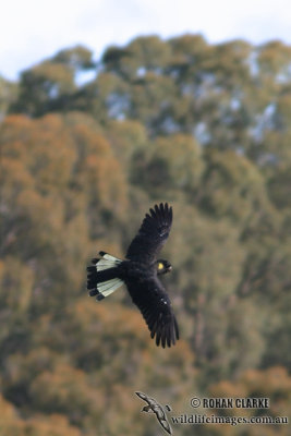 Yellow-tailed Black-Cockatoo 9510.jpg
