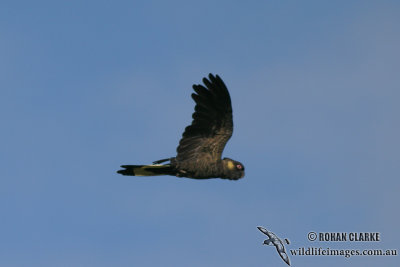 Yellow-tailed Black-Cockatoo 9517.jpg