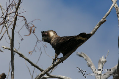 Carnaby's Black-Cockatoo 1436.jpg