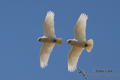 Long-billed Corella 0881.jpg