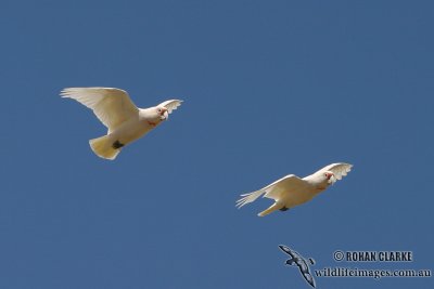 Long-billed Corella 0887.jpg