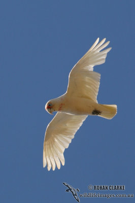 Long-billed Corella 0889.jpg
