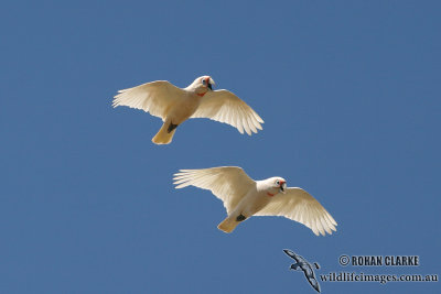 Long-billed Corella 0893.jpg