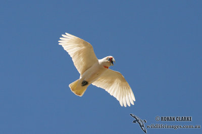 Long-billed Corella 0900.jpg