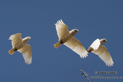 Long-billed Corella 0910.jpg