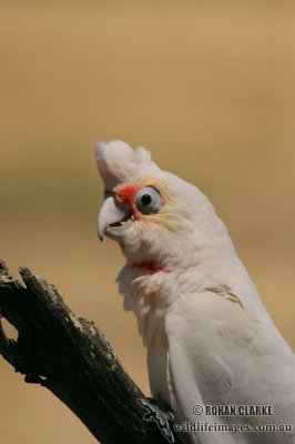 Long-billed Corella 1953.jpg