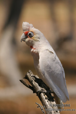 Long-billed Corella 1968.jpg