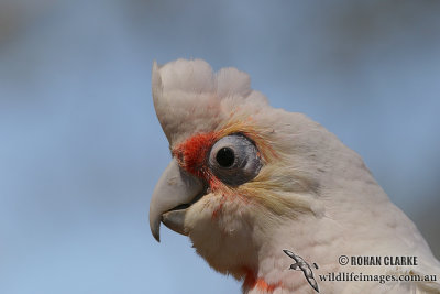 Long-billed Corella 1976.jpg