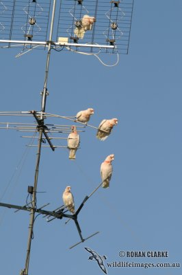 Long-billed Corella 2669.jpg