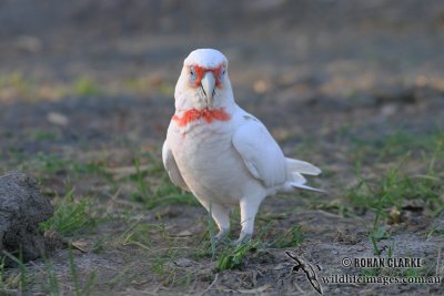 Long-billed Corella 4135.jpg